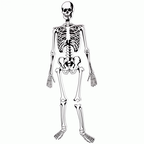 人體骨骼大拼圖